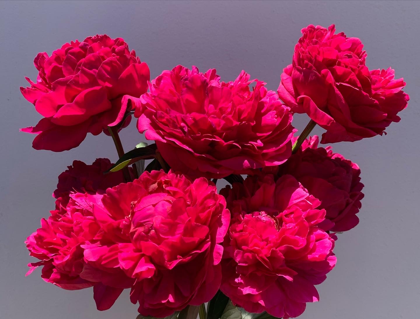 Dark Pink Peonies - Fresh Flowers on Florida