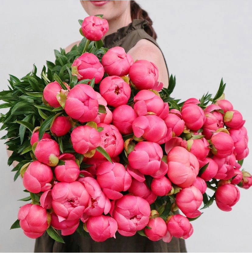 Coral Sunset Peonies - Fresh Flowers on Florida