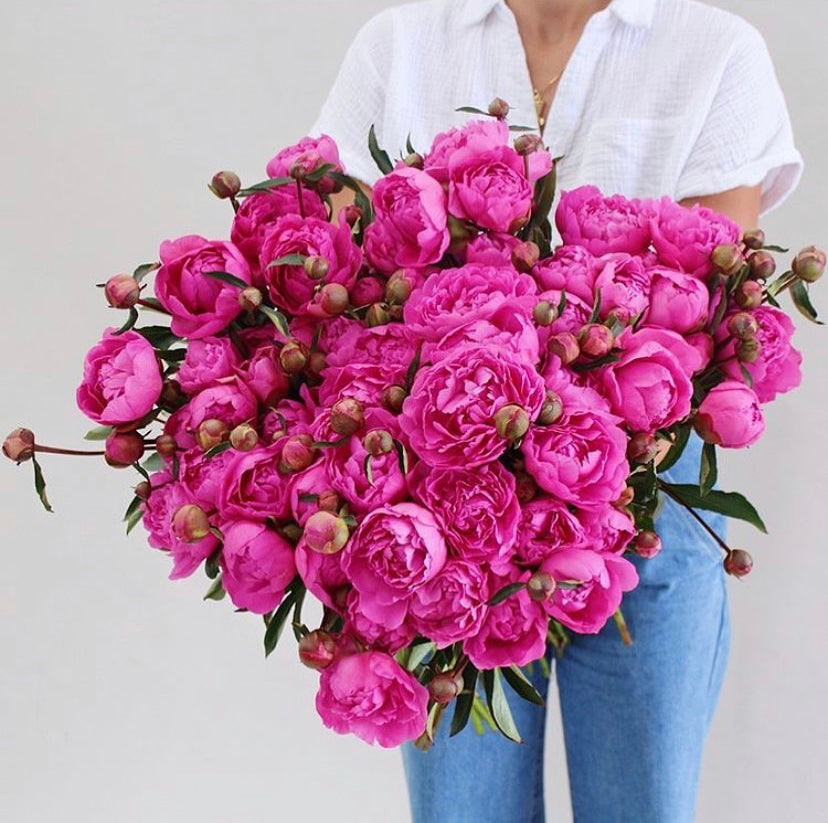 Dark Pink Peonies - Fresh Flowers on Florida