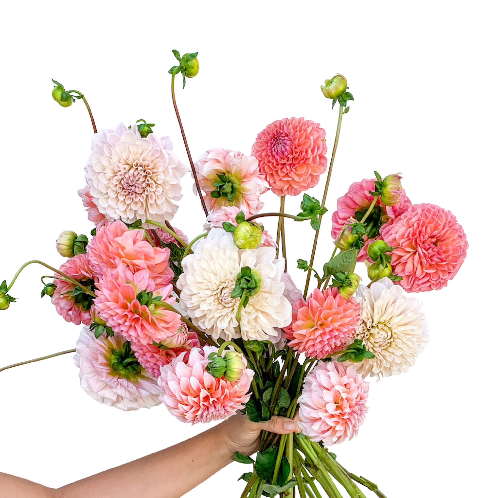 Mixed Dahlias Bouquet - Fresh Flowers on Florida