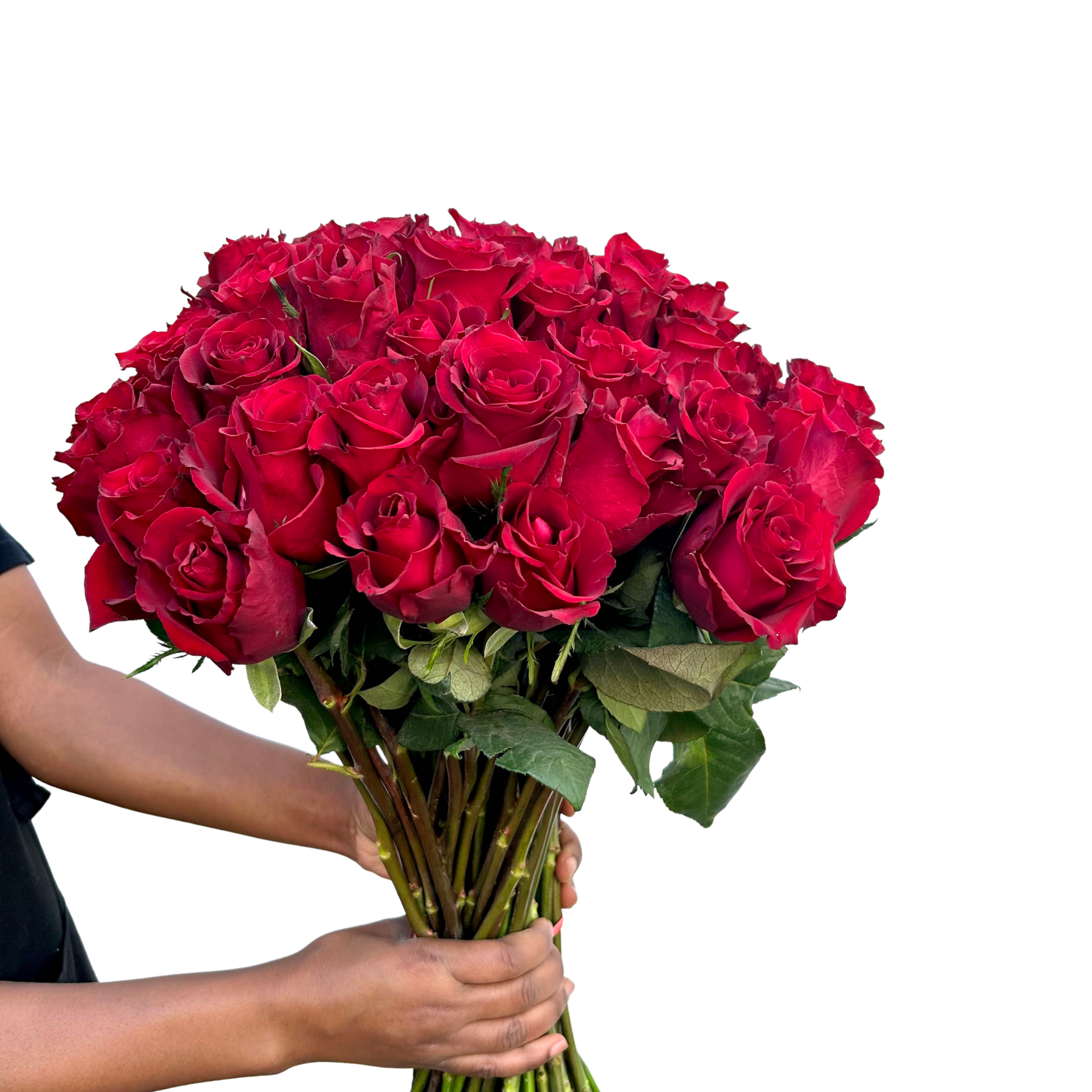 Valentines Speciality Red Rose 🌹 Long Stems (60cm) - Fresh Flowers on Florida